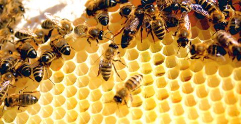 20 واقعیت شگفت انگیز عسل و زنبورهای آن