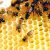 20 واقعیت شگفت انگیز عسل و زنبورهای آن